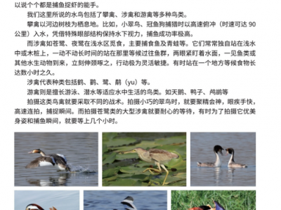 《我镜头里的鸟儿们》：定格自然之美，共筑绿水青山之梦